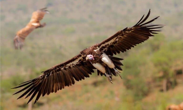 Lappet faced vulture flying before landing in a Game Reserve in Kwa Zulu Natal in South Africa. It can fly 30 miles an hour, and it usually soars to save energy.