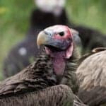 Lappet-faced vulture