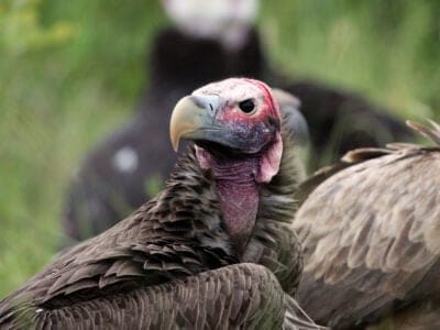 A Lappet-faced Vulture