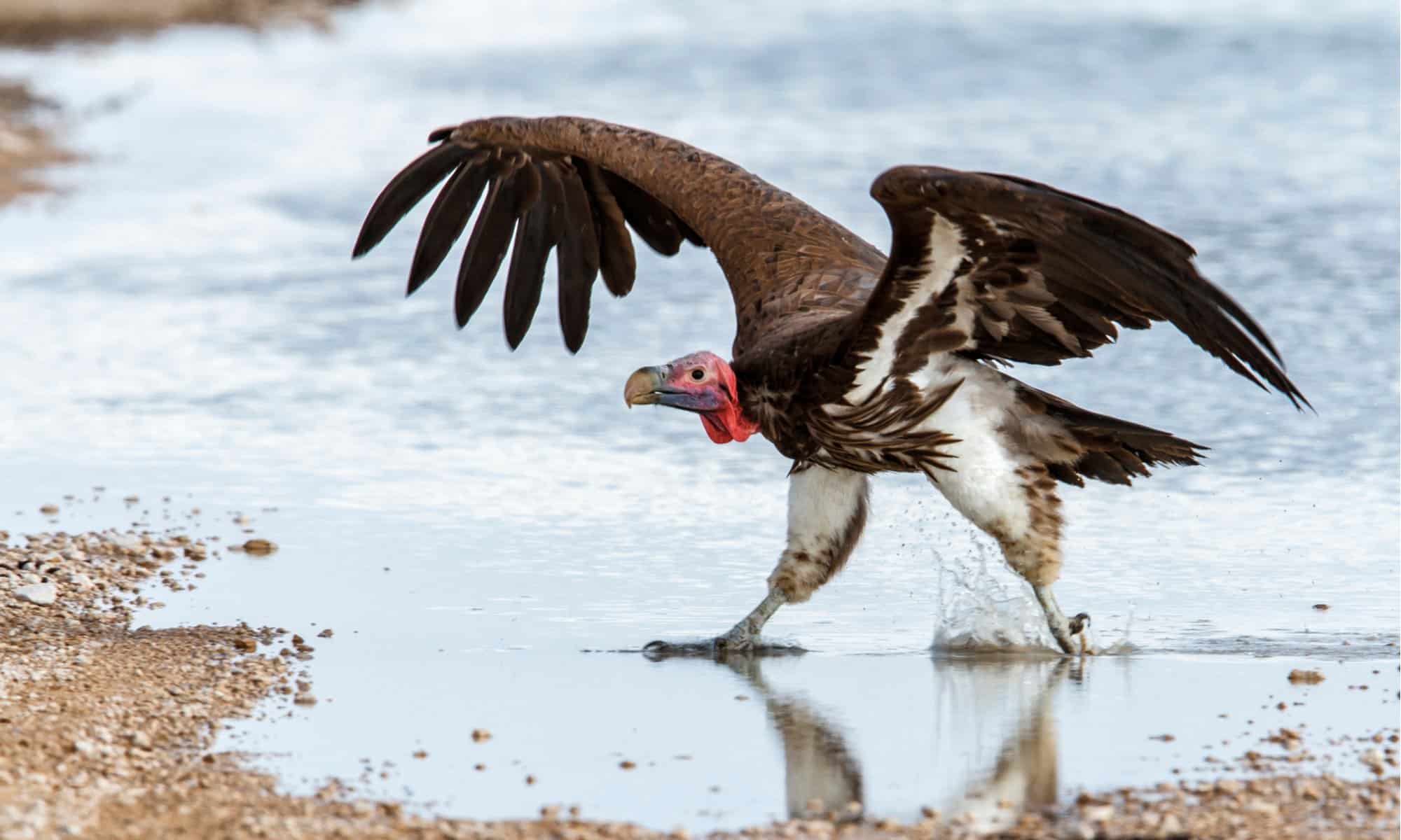 Lappet-faced Vulture walking over water in the Etosha National Park in Namibia. The bird has a black or dark brown back, white feathers on the thighs and a white or buff-brown belly partially covered by long black feathers that hang from the neck.