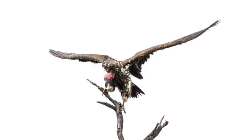 Lappet faced Vulture spread wings isolated on white background in Kruger National park, South Africa.