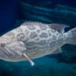 Grouper