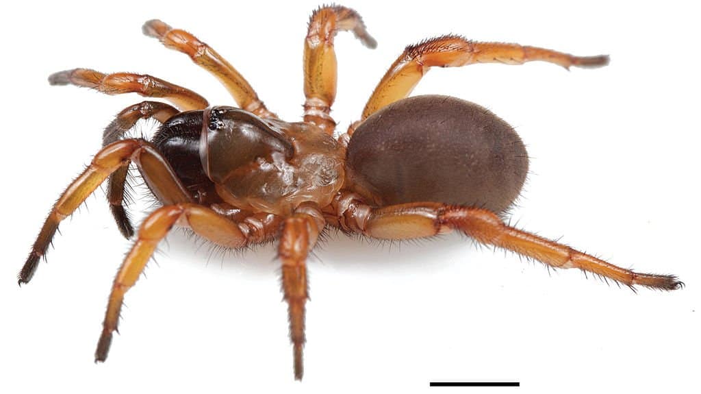 spiders that live in alabama