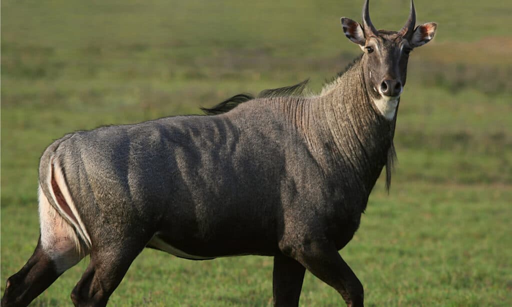 Male Nilgai - massive antelope