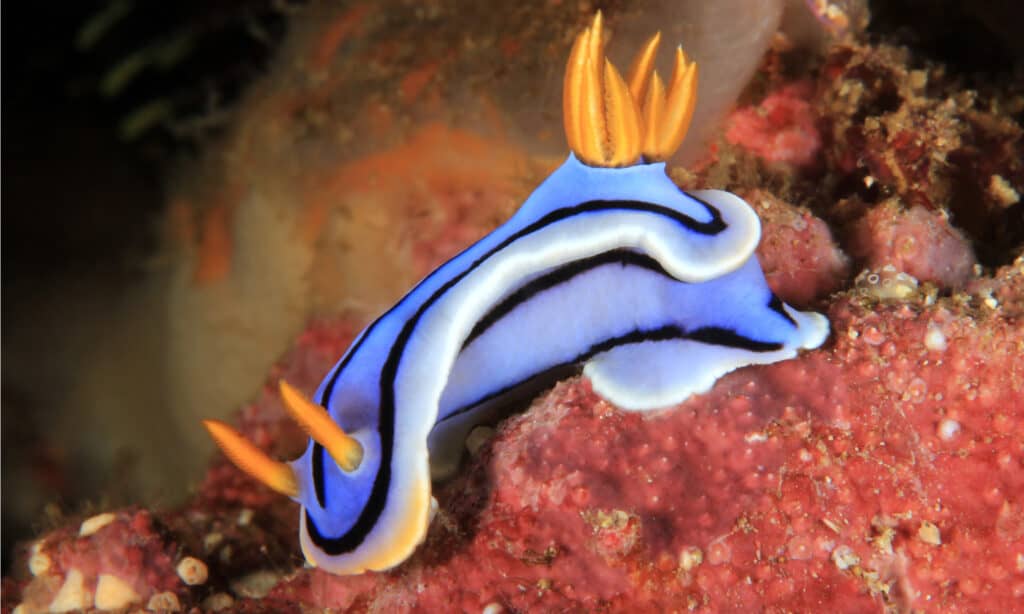 nudibanch
