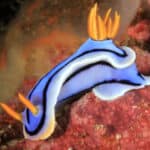 Nudibranchs can be found in all of the world's oceans.