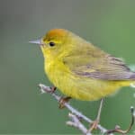 Orange-crowned Warbler