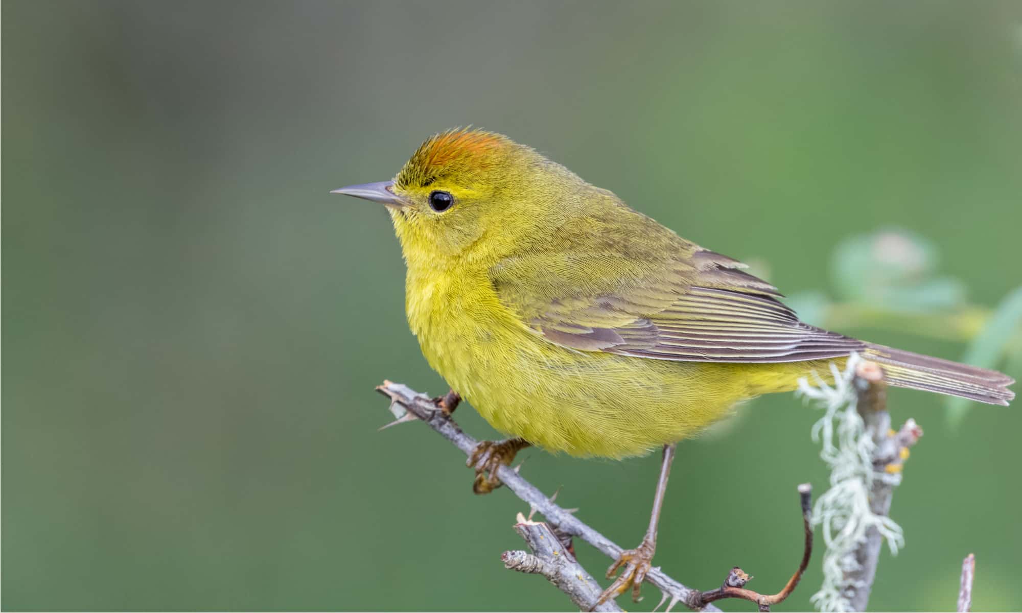 Orange Crowned Warbler Female