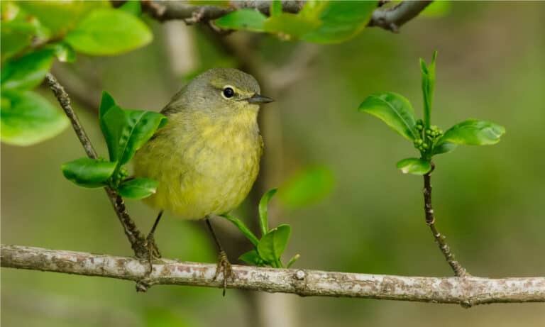 An Orange-crowned Warbler is perched on a branch. Ashbridges Bay Park, Toronto, Canada. These warblers are migratory birds, starting in the spring at an earlier time than other species.
