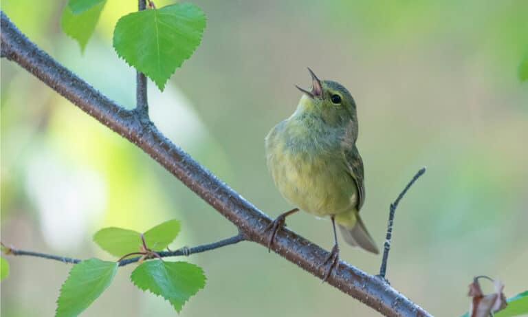 Orange-crowned Warbler sitting on a branch, singing. Some of these songbirds will collect in “song neighborhoods” made of two to six males who mimic the songs of each other.