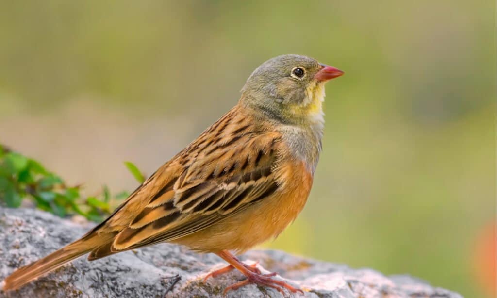 Closeup Ortolan Bunting sitting on the stone.