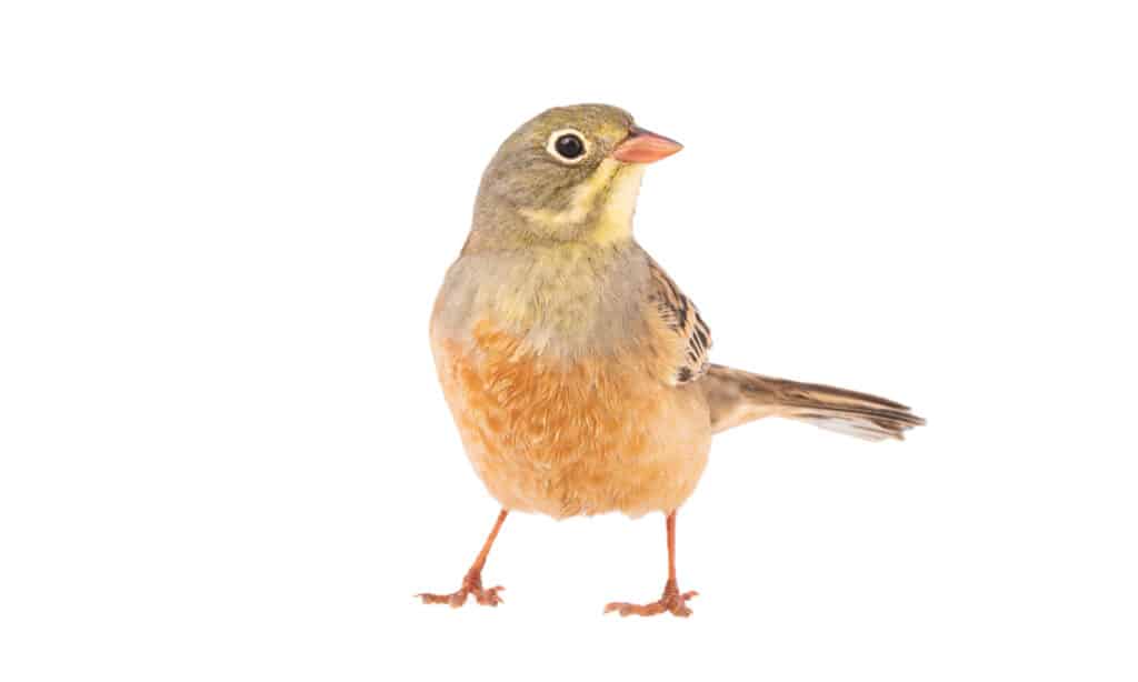 Ortolan Bunting isolated on white background.