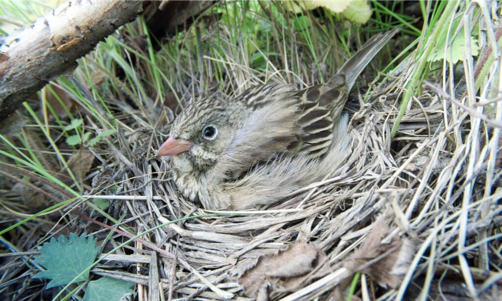 The female Ortolan Bunting lays four to five eggs in a nest that’s often found on the ground.