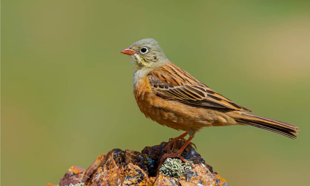 Ortolan Bunting Emberiza hortulana in its natural environment. It is small, with a length of 6.3 to 6.7 inches and a wingspan of about 10 inches.