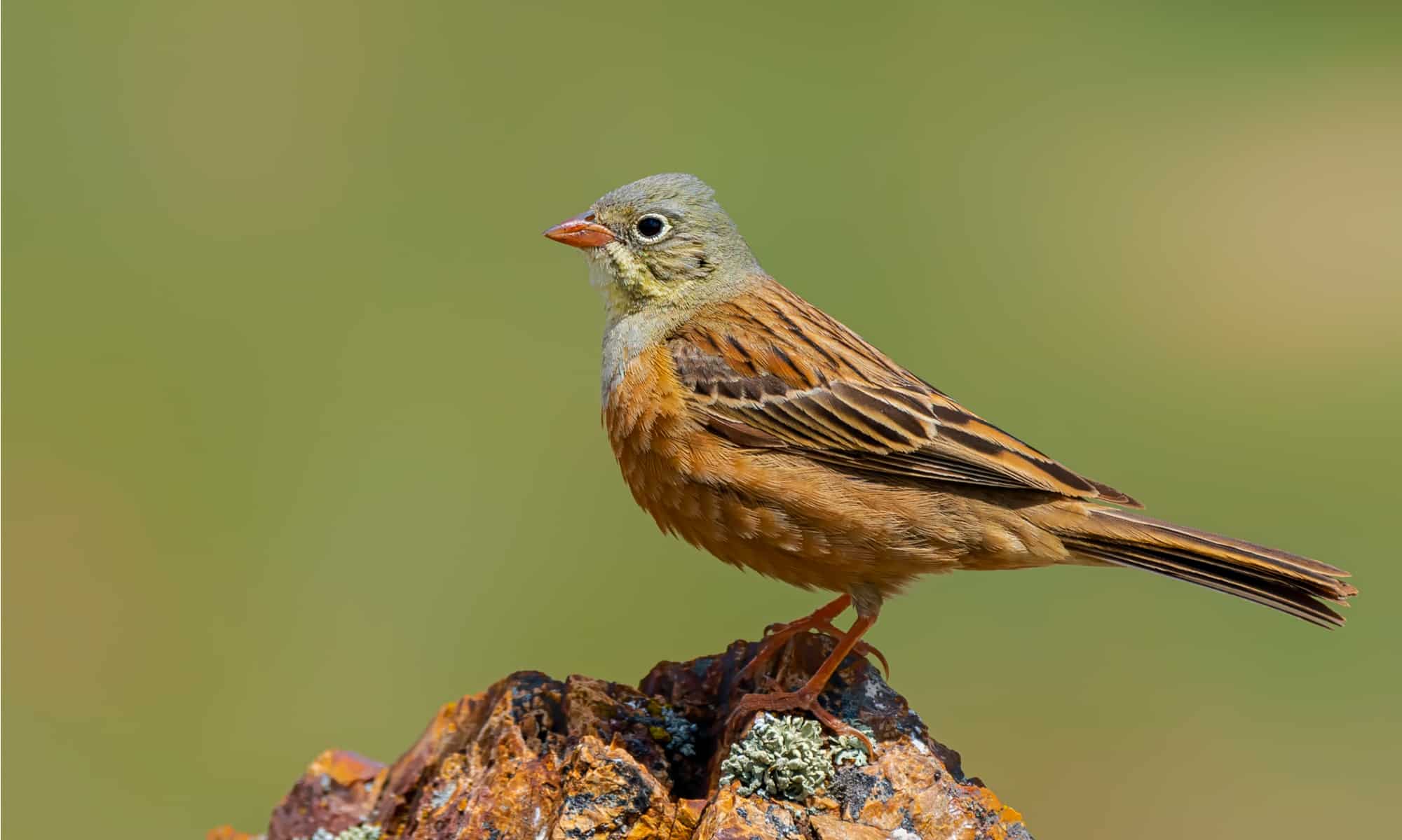 Ortolan Bunting Animal Facts Emberiza Hortulana A Z Animals