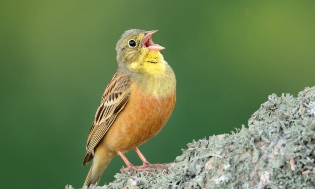 Singing Ortolan Bunting (Emberiza hortulana) perched on a rock. The males have a greenish-gray head along with a yellow throat, swooping mustache and ring around the eye.