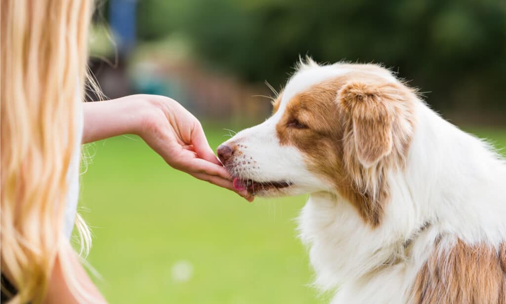 Australian Shepherd vs Australian Cattle Dog