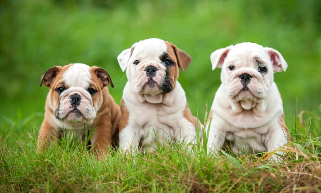 Three English bulldog puppies