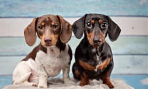 Dachshund Colors: Rarest to Most Common photo