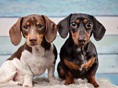 A Dachshund Colors: Rarest to Most Common