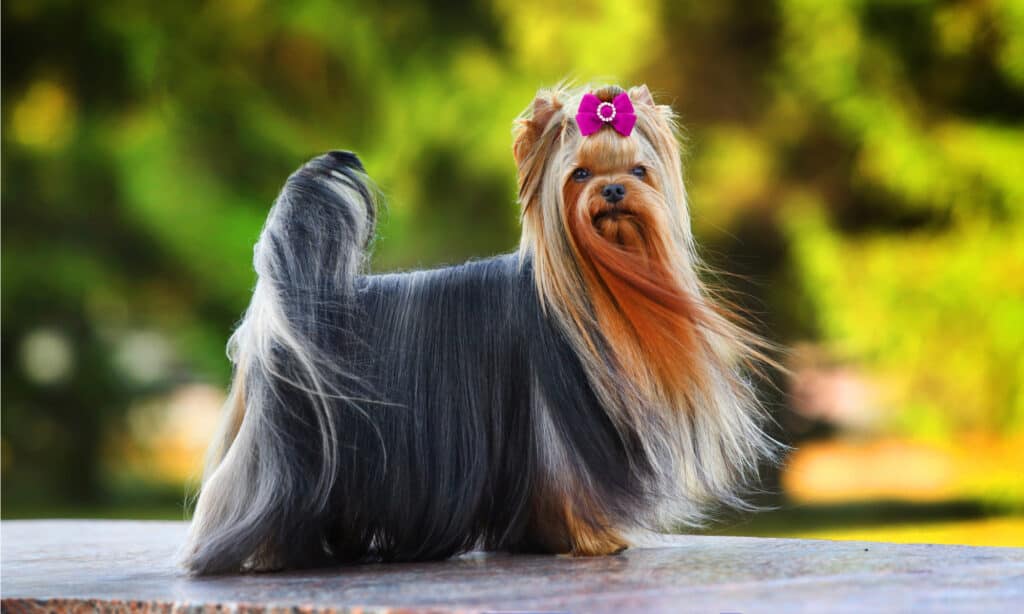 A cute female Yorkshire Terrier with a pink bowtie and long fur.