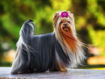 A Yorkie Colors: Rarest to Most Common