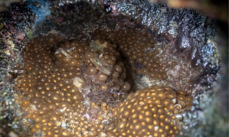 Close up Ligia exotica or sea roach eggs on rock beach.