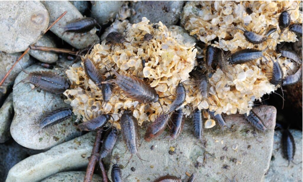 Côn trùng Ligia kỳ lạ ăn rong biển bẩn. Một đàn gián biển trên bãi biển có thể ăn hàng tấn thực vật và động vật thủy sinh đã chết.