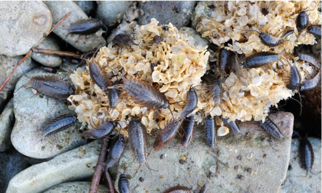 Ligia exotica insect eating dirty seaweeds. A group of sea roaches on a beach can eat tons of plant matter and dead aquatic animals.