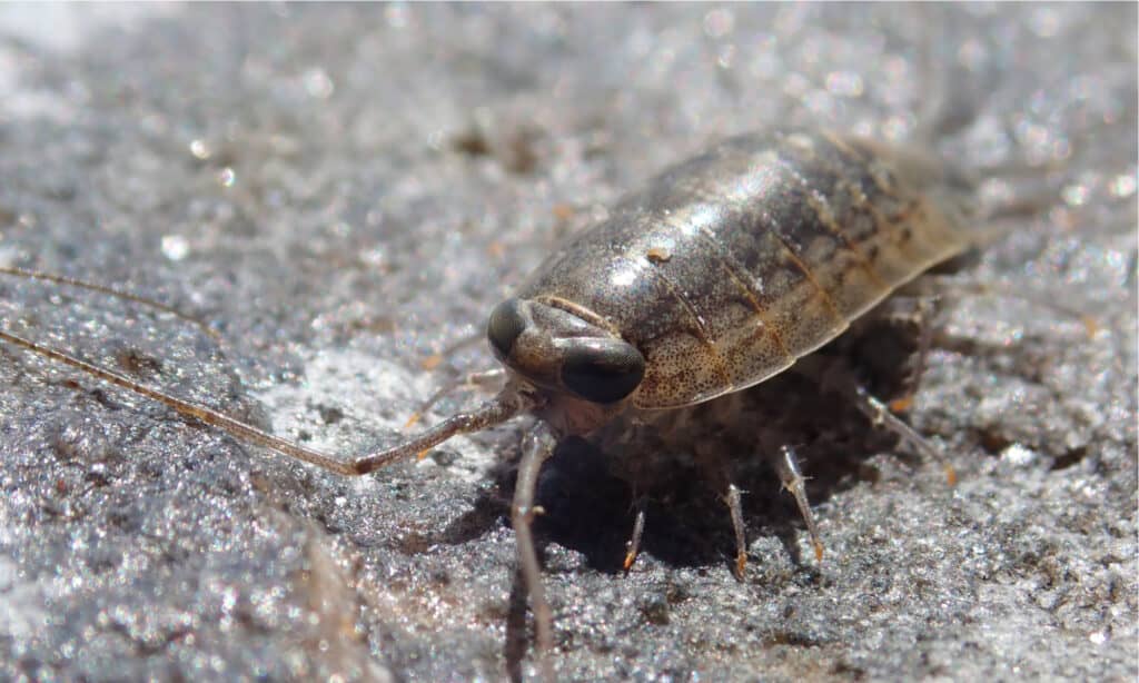 Sea roaches are sometimes mistaken for shrimp because of a similarity in appearance.