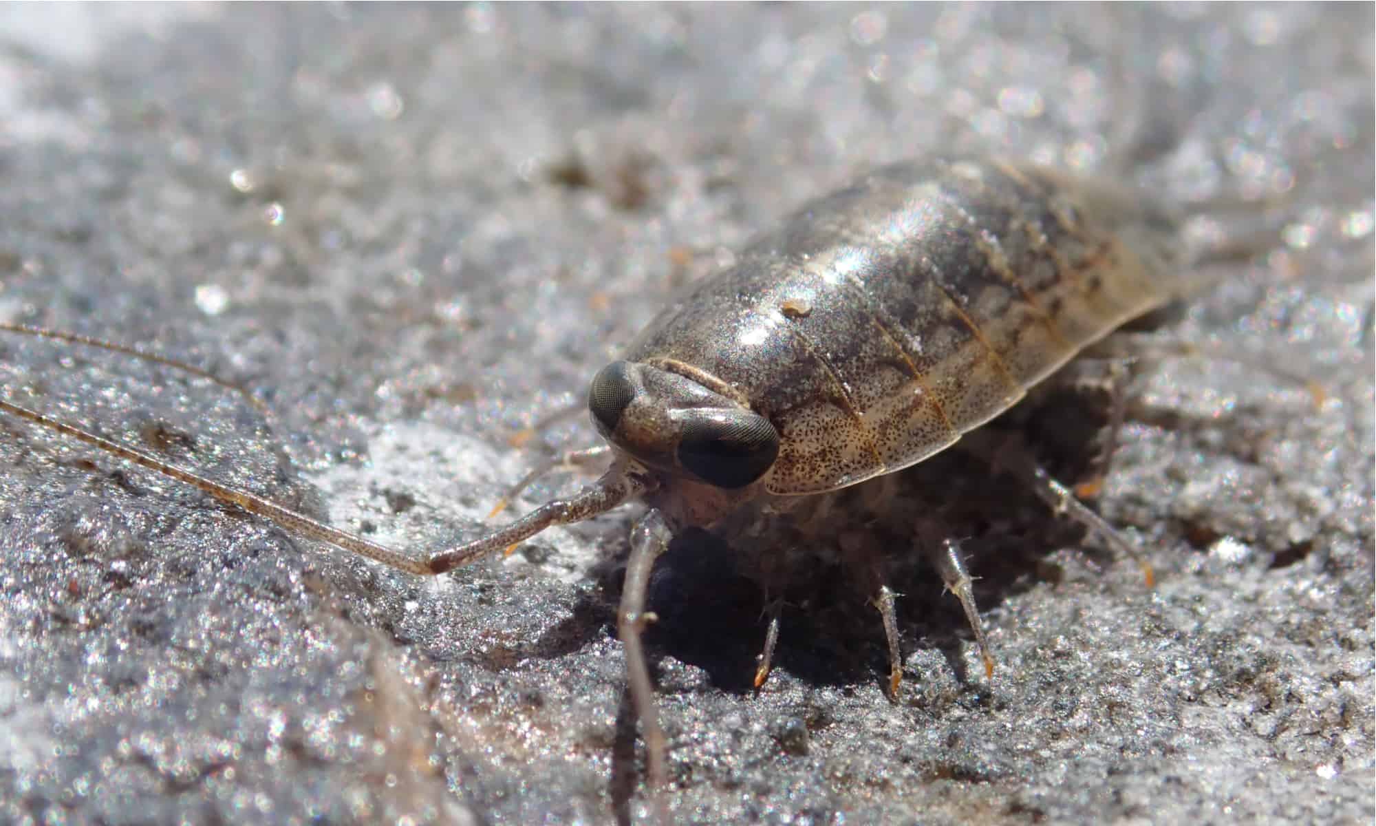 Sea Roach Animal Facts Ligia Exotica A Z Animals