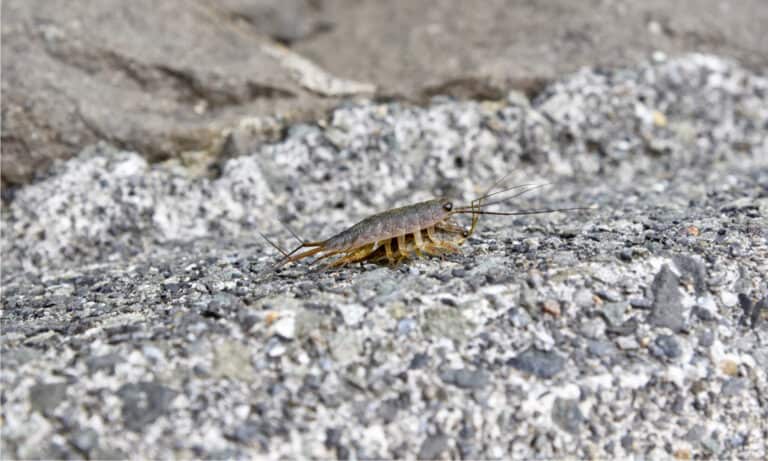 An adult sea roach is one inch long with a flat, segmented, gray shell.