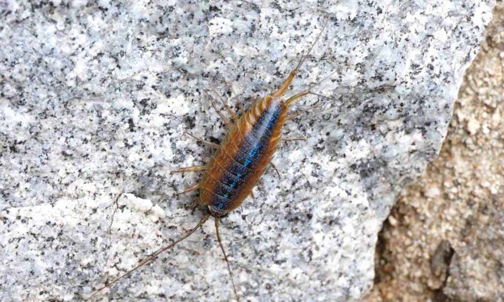The sea roach is a crustacean that lives along the coast. These crustaceans live under rocks on a shore or beach.