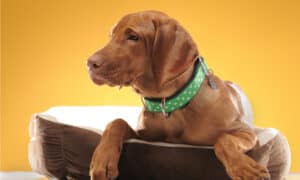 The Best Breakaway Dog Collars Picture