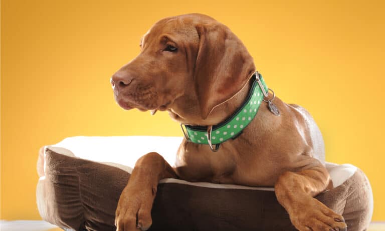 Sentry calming collar