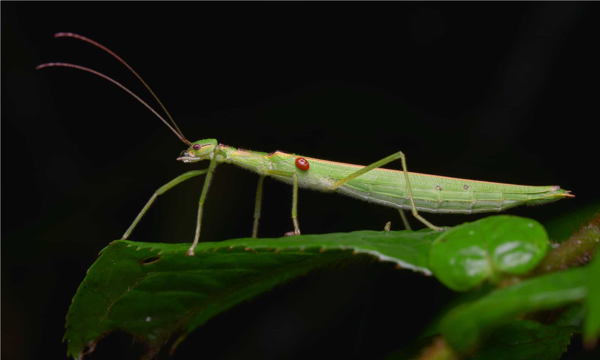 stick insect on a leaf