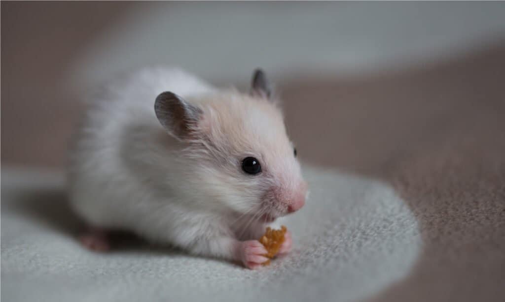 World's rarest wild hamster is now critically endangered