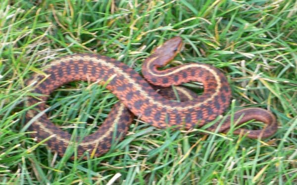 Garter Snake Morphs: Discover 11 Types - A-Z Animals