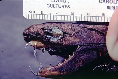 Viper dogfish