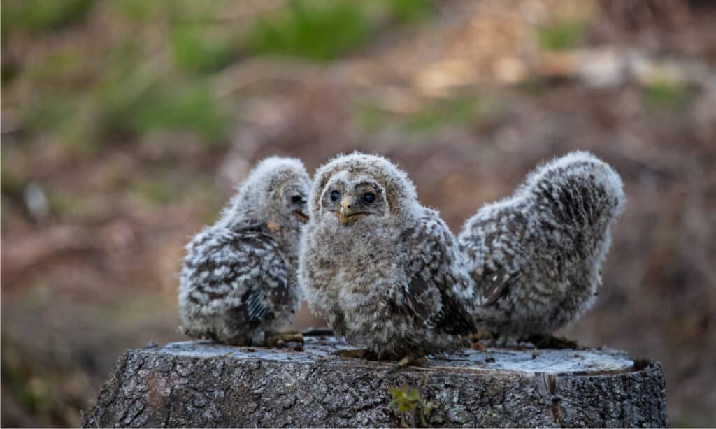 Three young Ural owls sitting on a branch near their nest.