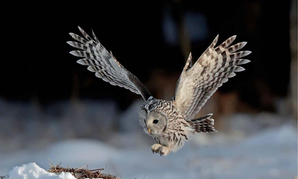 A beautiful Ural Owl flying over snow.