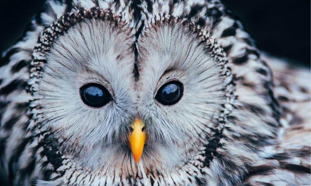 Beautiful closeup of an Ural Owl.