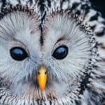 Ural owl
