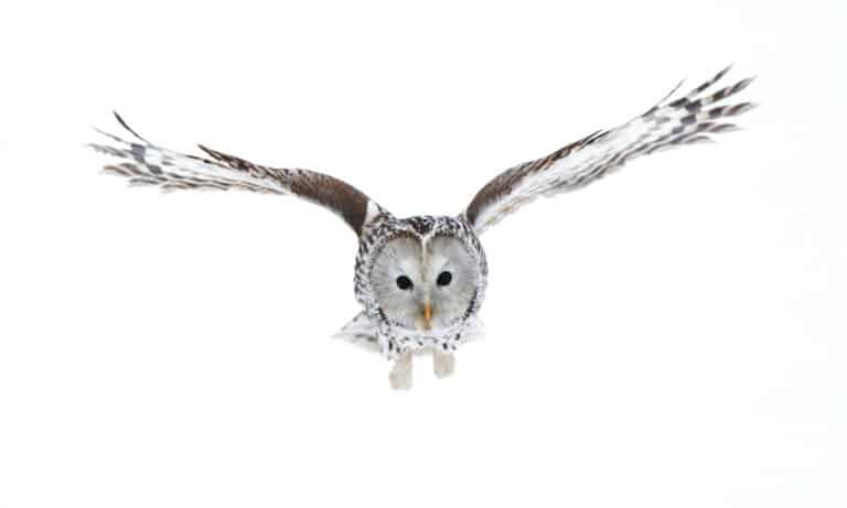 Ural Owl flying over snow, isolated on white background.