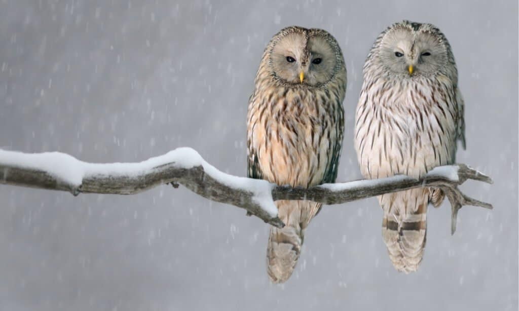Pair of Ural owls sitting on branch (Strix uralensis). The Ural owl is known to have a variety of calls.
