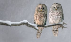 Owl Mating Season: When Do They Breed? Picture