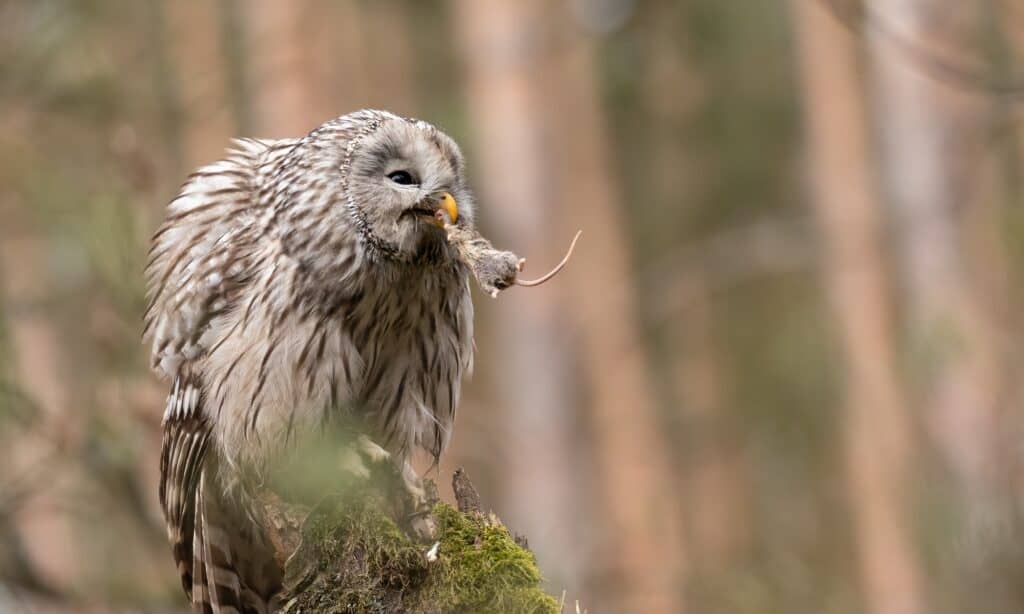Ural owl with a hunted mouse in beak sitting on a tree stump. Oral owls are adept hunters.