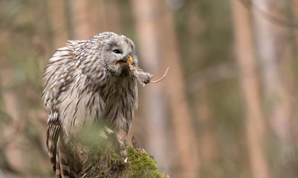 Do Owls Poop Everything You ve Always Wanted To Know 2022 Do Owls Poop Everything You ve Always Wanted To Know 2022
