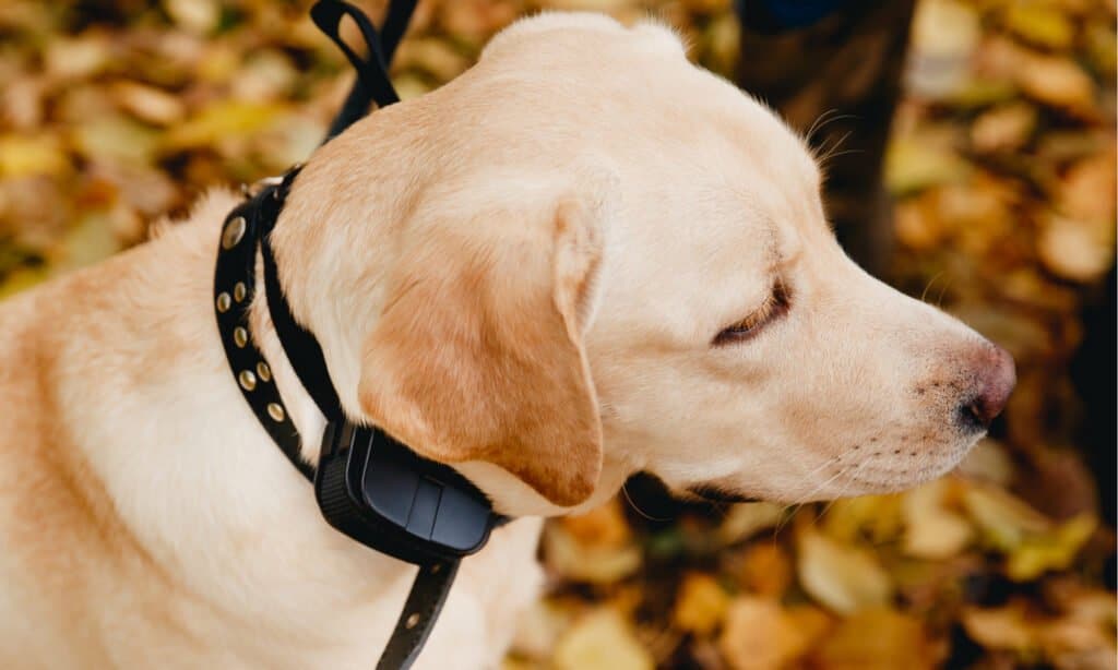 Vibrating dog collar