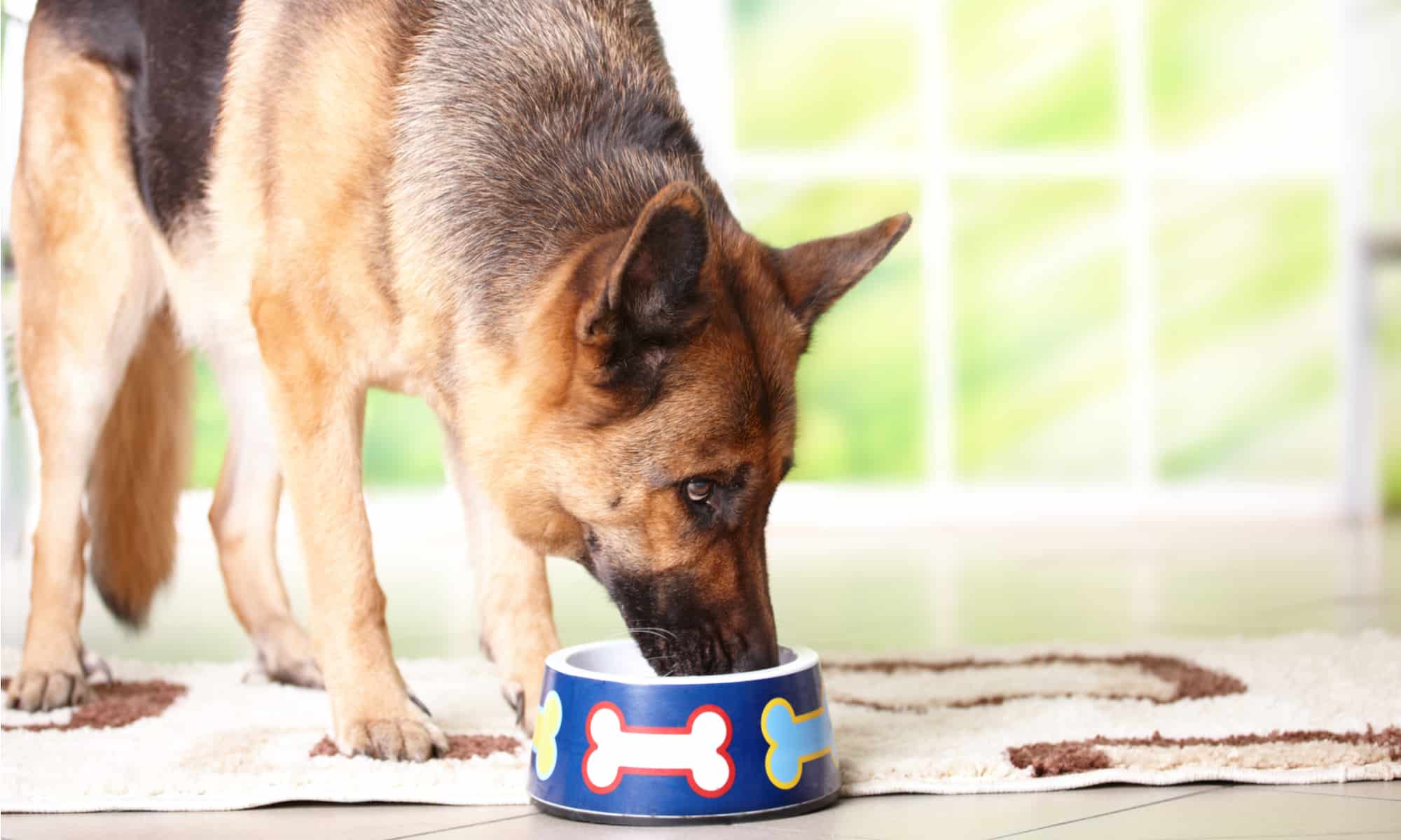 Victor dog food for german outlet shepherd